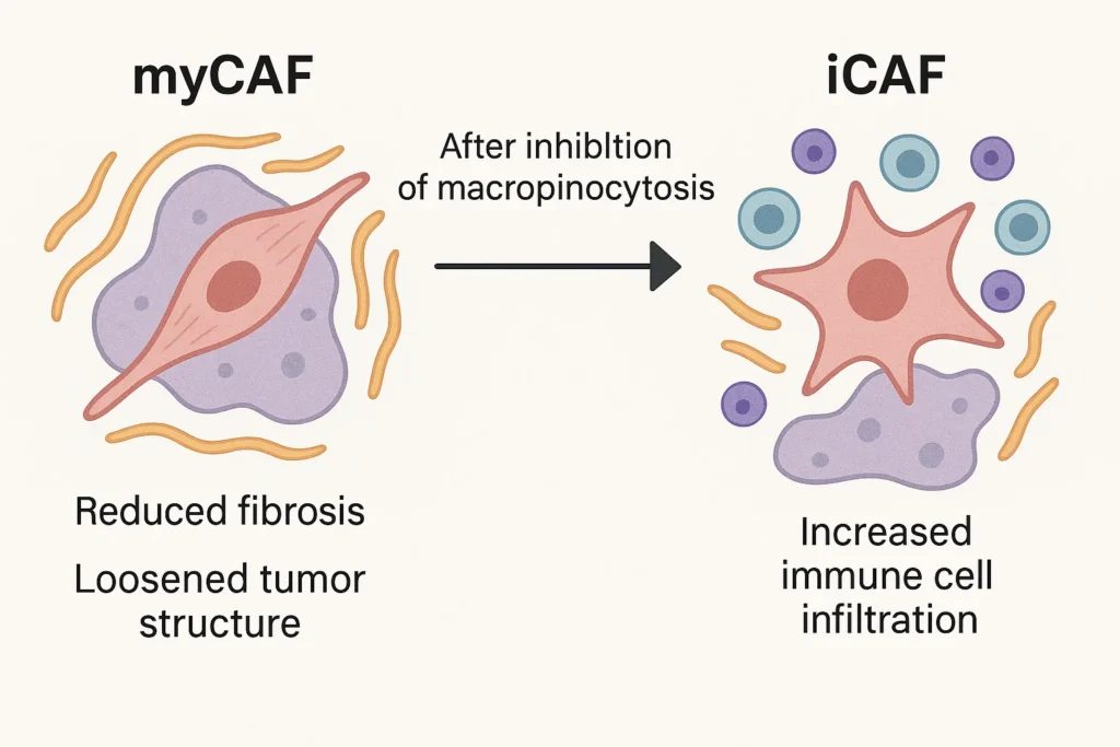 Infographic showing the transformation of myCAFs to iCAFs after macropinocytosis inhibition in pancreatic ductal adenocarcinoma, with reduced fibrosis, loosened tumor microenvironment, and increased immune cell infiltration CAF reprogramming for immunotherapy.