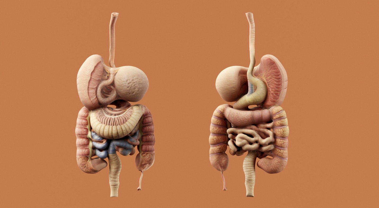 Stomach, Intestine, Body parts image