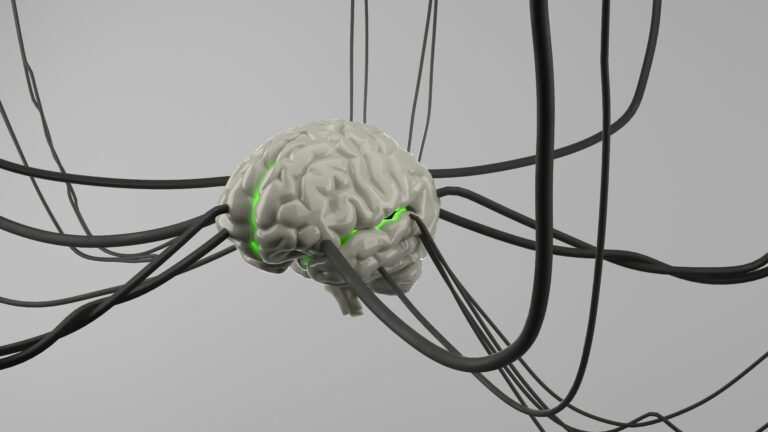 Brain Circuit