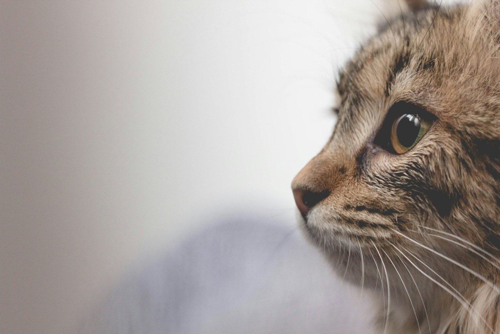 Close-up of cat face.