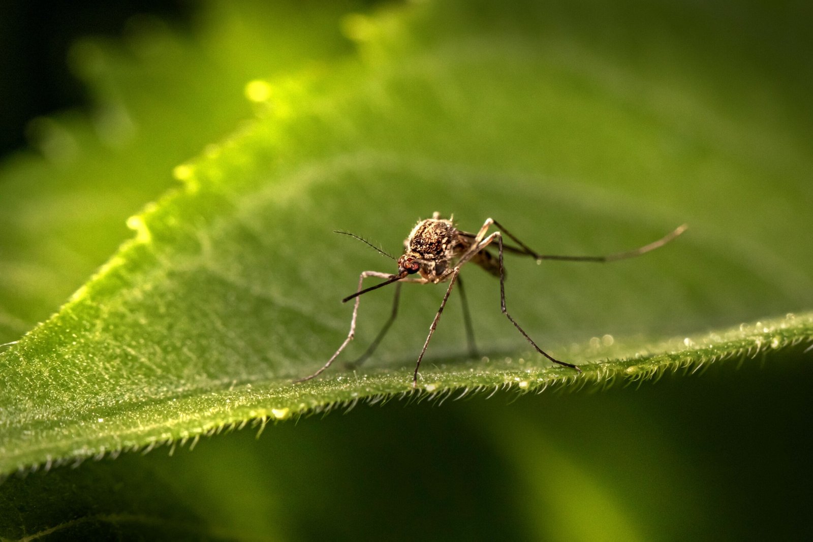 Close-up macro photography of a mosquito perched on a green leaf.