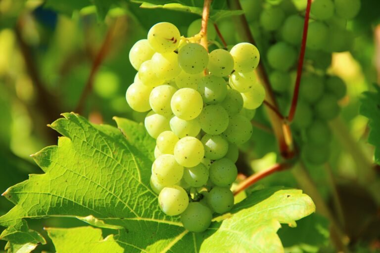 Closeup of green grapes on a vine in a sunny vineyard.