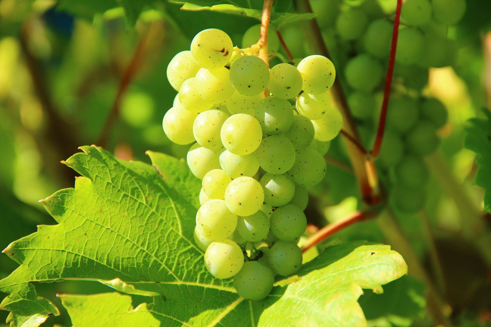Closeup of green grapes on a vine in a sunny vineyard.