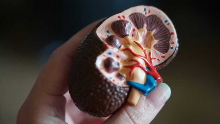 Kidney miniature.