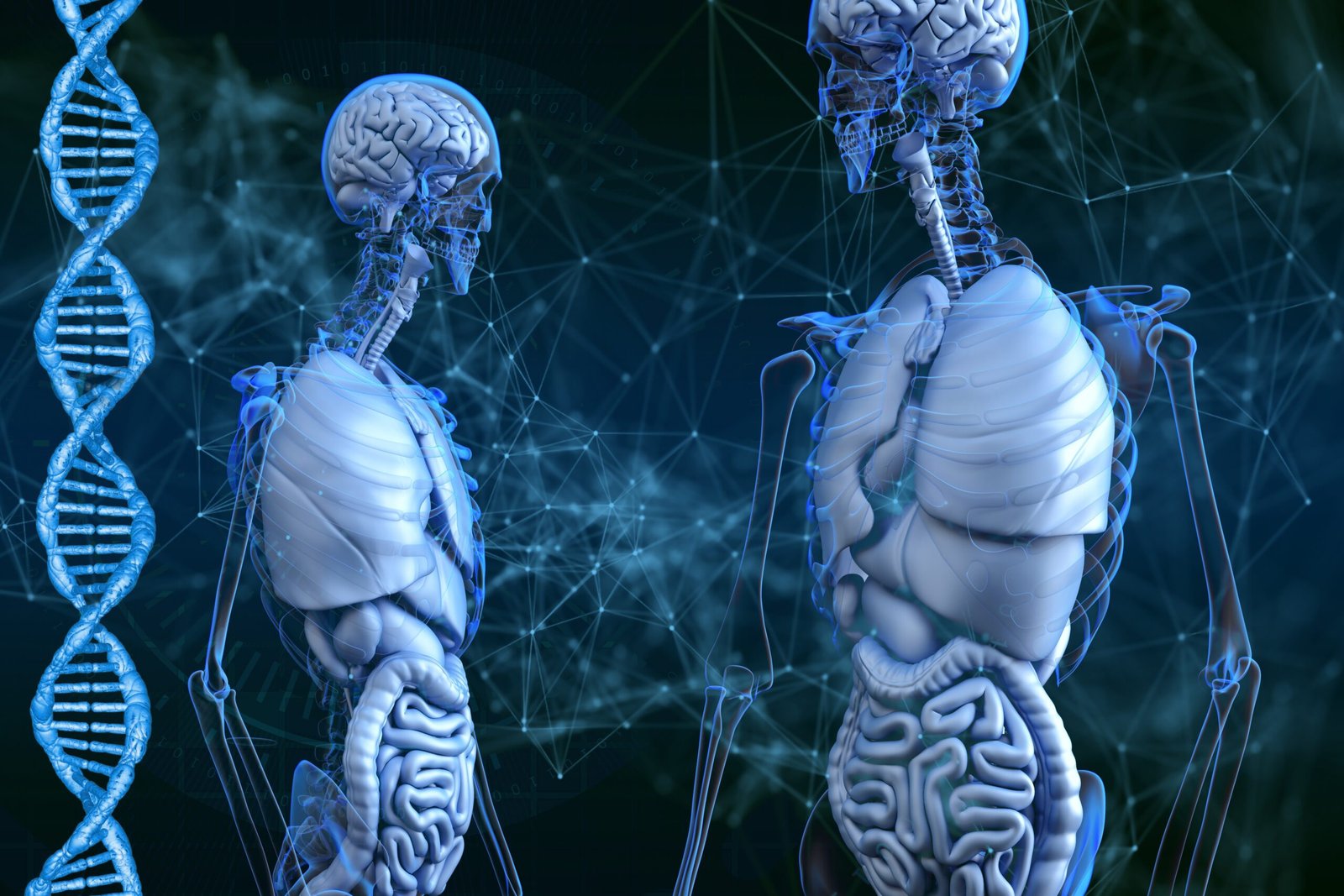 Skeleton, Dna, image.